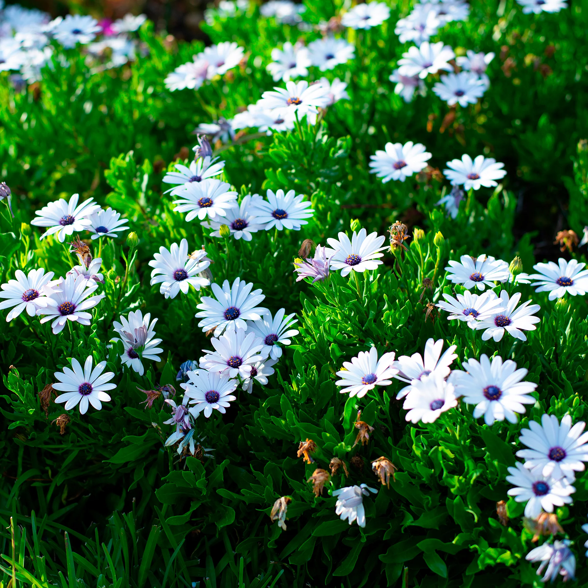 Miniature 2